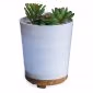 potted succlent diffuser 1